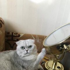 Подробнее об объявлении «Москва Пропал кот породистый кот ул. митинская» Фото: пропала кошка  «Москва Пропал кот породистый кот ул. митинская» в г. Москва