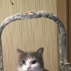 Подробнее об объявлении «Кстово Пропала кошка» Фото: пропала кошка  «Кстово Пропала кошка» в г. Кстово