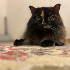 Подробнее об объявлении «Пропала кошка Васильево» Фото: пропала кошка Сибирская кошка «Пропала кошка Васильево» в г. Васильево