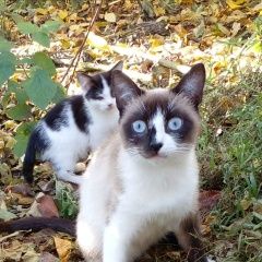 Подробнее об объявлении «Пропала кошка Ставрополь» Фото: пропала кошка  «Пропала кошка Ставрополь» в г. Ставрополь