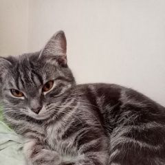 Картинка пропала кошка В городе Екатеринбург исчезла кисуля. Екатеринбург