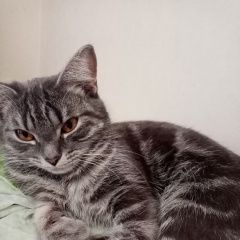 Подробнее об объявлении «Пропала кошка и 2 кошки Екатеринбург» Фото: пропала кошка  «Пропала кошка и 2 кошки Екатеринбург» в г. Екатеринбург