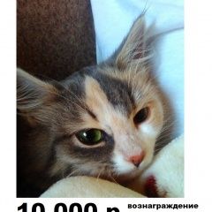 Подробнее об объявлении «Москва Пропала кошка выпрыгнула из окна» Фото: пропала кошка  «Москва Пропала кошка выпрыгнула из окна» в г. Москва