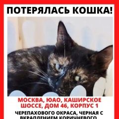 Подробнее об объявлении «Москва Пропала кошка» Фото: пропала кошка  «Москва Пропала кошка» в г. Москва