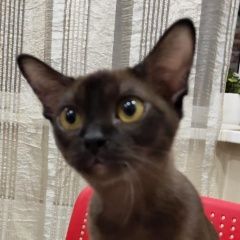Подробнее об объявлении «Москва Пропала кошка котёнок (5 мес.), коричневая, бурманская» Фото: пропала кошка Бурманская короткошерстная «Москва Пропала кошка котёнок (5 мес.),...» в г. Москва