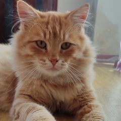 Подробнее об объявлении «Пропал кот рыжий кот, ул. красная Сочи» Фото: пропала кошка  «Пропал кот рыжий кот, ул. красная Сочи» в г. Сочи