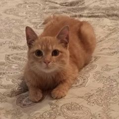 Подробнее об объявлении «Пропал котёнок. рыжий 4 месяца Альметьевск» Фото: пропала кошка  «Пропал котёнок. рыжий 4 месяца Альметьевск» в г. Альметьевск
