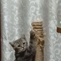 Подробнее об объявлении «Пропал кот Пугачев» Фото: пропала кошка Британская короткошерстная кошка «Пропал кот Пугачев» в г. Пугачев