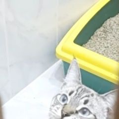 Подробнее об объявлении «Пропал кот Руза» Фото: пропала кошка  «Пропал кот Руза» в г. Руза