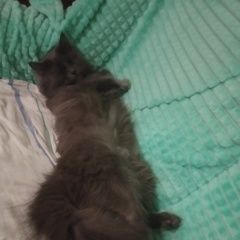 Подробнее об объявлении «Пропала кошка. ищу свою кошку Минск» Фото: пропала кошка Русская голубая кошка «Пропала кошка. ищу свою кошку Минск» в г. Минск