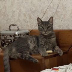 Картинка пропала кошка В городе Новороссийск потерялся коте. Новороссийск