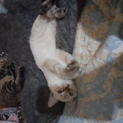 Подробнее об объявлении «Пропал кот Ковров» Фото: пропала кошка Британская короткошерстная кошка «Пропал кот Ковров» в г. Ковров