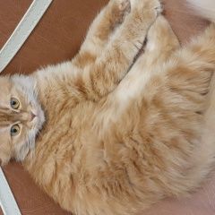 Подробнее об объявлении «Пропала кошка Керчь» Фото: пропала кошка Скоттиш страйт (шотландская прямоухая) «Пропала кошка Керчь» в г. Керчь