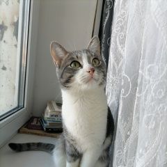 Подробнее об объявлении «Пропал кот Тюмень» Фото: пропала кошка  «Пропал кот Тюмень» в г. Тюмень