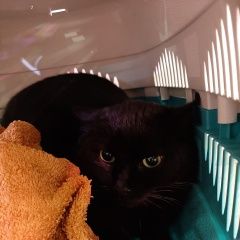 Подробнее об объявлении «Пропала кошка Приозерск» Фото: пропала кошка  «Пропала кошка Приозерск» в г. Приозерск