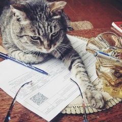 Подробнее об объявлении «Пропал кот Чебоксары» Фото: пропала кошка  «Пропал кот Чебоксары» в г. Чебоксары