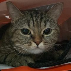 Подробнее об объявлении «Пропала кошка по кличке луиза Краснодар» Фото: пропала кошка  «Пропала кошка по кличке луиза Краснодар» в г. Краснодар
