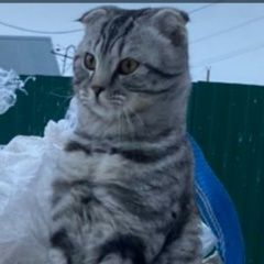 Подробнее об объявлении «Пропал кот Новосибирск» Фото: пропала кошка  «Пропал кот Новосибирск» в г. Новосибирск