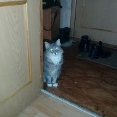 Картинка пропала кошка В городе Подольск потерялась кошечька. Подольск