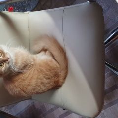 Подробнее об объявлении «Пропала кошка, помогите найти кошечку Керчь» Фото: пропала кошка  «Пропала кошка, помогите найти кошечку Керчь» в г. Керчь