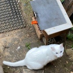 Подробнее об объявлении «Пропал кот экодолье хвойная 55/6 кот белы Обнинск» Фото: пропала кошка  «Пропал кот экодолье хвойная 55/6 кот белы Обнинск» в г. Обнинск