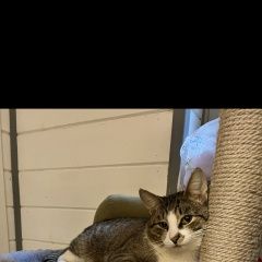 Подробнее об объявлении «Пропал кот - в районе истра холидей Солнечногорск» Фото: пропала кошка  «Пропал кот - в районе истра холидей Солнечногорск» в г. Солнечногорск