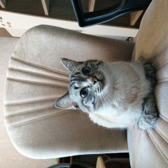 Подробнее об объявлении «Иркутск Пропала кошка шуша» Фото: пропала кошка  «Иркутск Пропала кошка шуша» в г. Иркутск