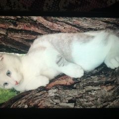 Подробнее об объявлении «Пропал кот Великий Новгород (Новгород)» Фото: пропала кошка  «Пропал кот Великий Новгород (Новгород)» в г. Великий Новгород (Новгород)