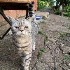 Подробнее об объявлении «Пропала кошка просим помочь за вознаграждение Верхний Услон» Фото: пропала кошка Британская короткошерстная кошка «Пропала кошка просим помочь за вознаграждение...» в г. Верхний Услон