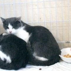 Подробнее об объявлении «Нижний Новгород Пропал кот» Фото: пропала кошка  «Нижний Новгород Пропал кот» в г. Нижний Новгород