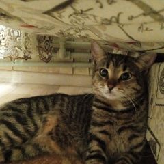 Подробнее об объявлении «Пропала кошка Керчь» Фото: пропала кошка  «Пропала кошка Керчь» в г. Керчь