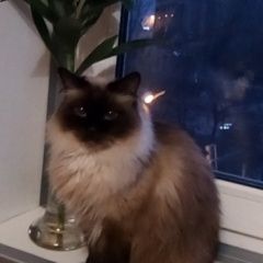 Подробнее об объявлении «Пропал кот Мичуринск» Фото: пропала кошка Сиамская кошка «Пропал кот Мичуринск» в г. Мичуринск