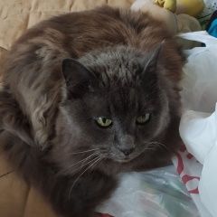 Подробнее об объявлении «Москва Пропал кот на коломенской» Фото: пропала кошка  «Москва Пропал кот на коломенской» в г. Москва