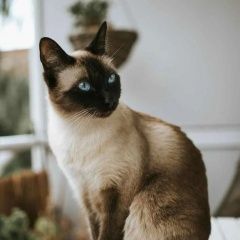 Подробнее об объявлении «Пропала кошка сиамская Ейск» Фото: пропала кошка Сиамская кошка «Пропала кошка сиамская Ейск» в г. Ейск