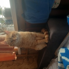 ����: ������� �����  ������� ��� ���� � �. ����