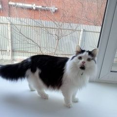 Подробнее об объявлении «Хабаровск Пропала кошка маришка» Фото: пропала кошка  «Хабаровск Пропала кошка маришка» в г. Хабаровск