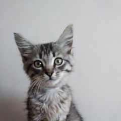 Подробнее об объявлении «Пропал кот пушистый котенок Аксай (Ростовская обл.)» Фото: пропала кошка  «Пропал кот пушистый котенок Аксай (Ростовская...» в г. Аксай (Ростовская обл.)