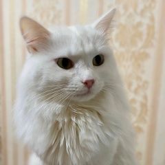 Подробнее об объявлении «Москва Пропал кот» Фото: пропала кошка  «Москва Пропал кот» в г. Москва