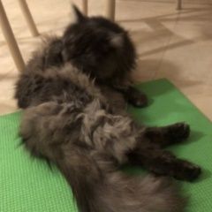 Подробнее об объявлении «Пропала кошка Омск» Фото: пропала кошка Мейн-кун «Пропала кошка Омск» в г. Омск