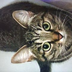 Подробнее об объявлении «Пропала кошка потерялась кошка 6.11.22, Истра» Фото: пропала кошка  «Пропала кошка потерялась кошка 6.11.22, Истра» в г. Истра