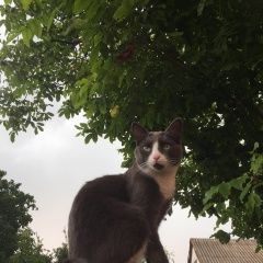 Подробнее об объявлении «Пропал кот молодой кот Брест Брестская обл.» Фото: пропала кошка  «Пропал кот молодой кот Брест Брестская обл.» в г. Брест Брестская обл.