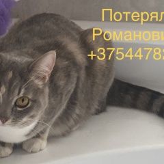 Подробнее об объявлении «Пропала кошка романовичи-1 07.11. Гомель» Фото: пропала кошка  «Пропала кошка романовичи-1 07.11. Гомель» в г. Гомель