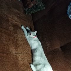 Подробнее об объявлении «Пропала кошка убежала кошка на прогулке Владимир» Фото: пропала кошка  «Пропала кошка убежала кошка на прогулке Владимир» в г. Владимир