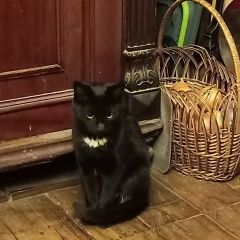 Подробнее об объявлении «Мытищи Пропал котенок черный с белой грудкой» Фото: пропала кошка  «Мытищи Пропал котенок черный с белой грудкой» в г. Мытищи