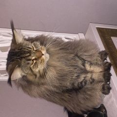 Подробнее об объявлении «Пропал кот Истра» Фото: пропала кошка Мейн-кун «Пропал кот Истра» в г. Истра