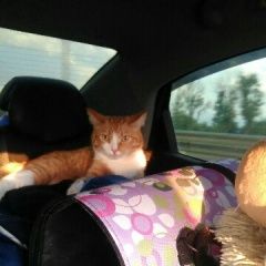 Подробнее об объявлении «Пропала кошка Таганрог» Фото: пропала кошка  «Пропала кошка Таганрог» в г. Таганрог