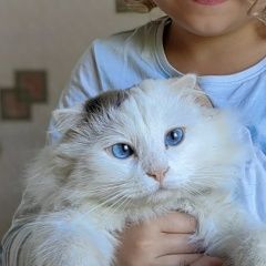 Подробнее об объявлении «Москва Пропал кот» Фото: пропала кошка  «Москва Пропал кот» в г. Москва