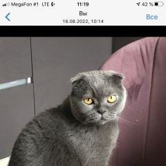 Подробнее об объявлении «Пропал кот Коломна» Фото: пропала кошка Британская короткошерстная кошка «Пропал кот Коломна» в г. Коломна