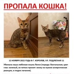 Подробнее об объявлении «Пропала кошка Королев» Фото: пропала кошка Бенгальская кошка «Пропала кошка Королев» в г. Королев