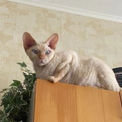 Подробнее об объявлении «Пропал кот Домодедово» Фото: пропала кошка Девон-рекс «Пропал кот Домодедово» в г. Домодедово